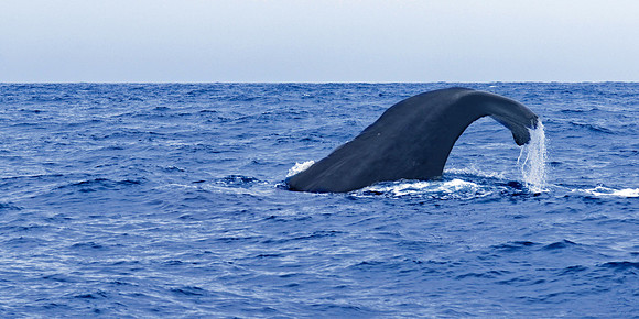 Neuseeland 2015