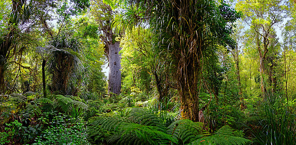 Neuseeland 2015