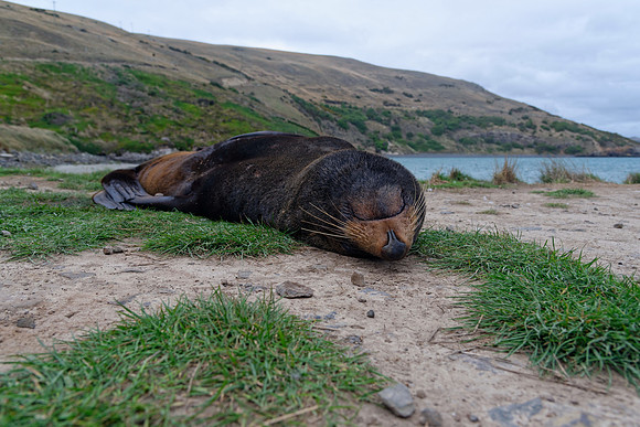 Neuseeland 2015
