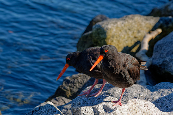 Neuseeland 2015