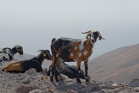 Lanzarote