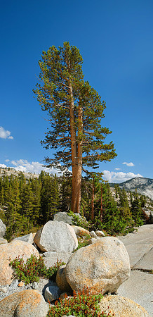 2012-08-19_0077_USA_Yosemite